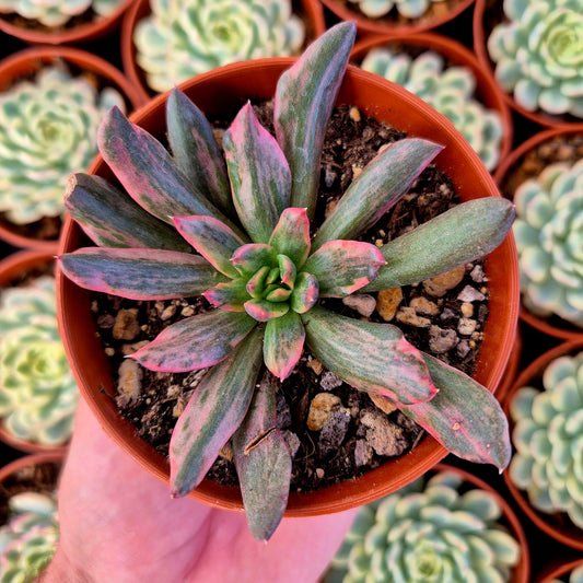 Echeveria "Red Prince" variegada