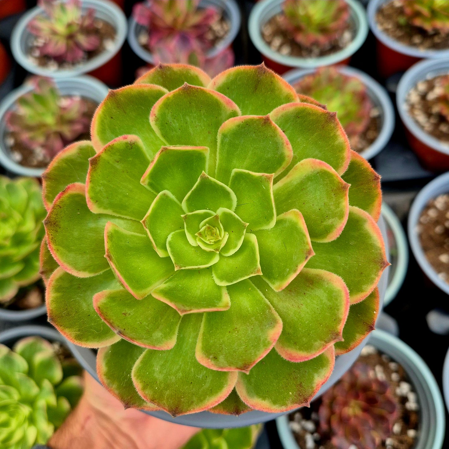 Aeonium "Banchetto notturno" variegato