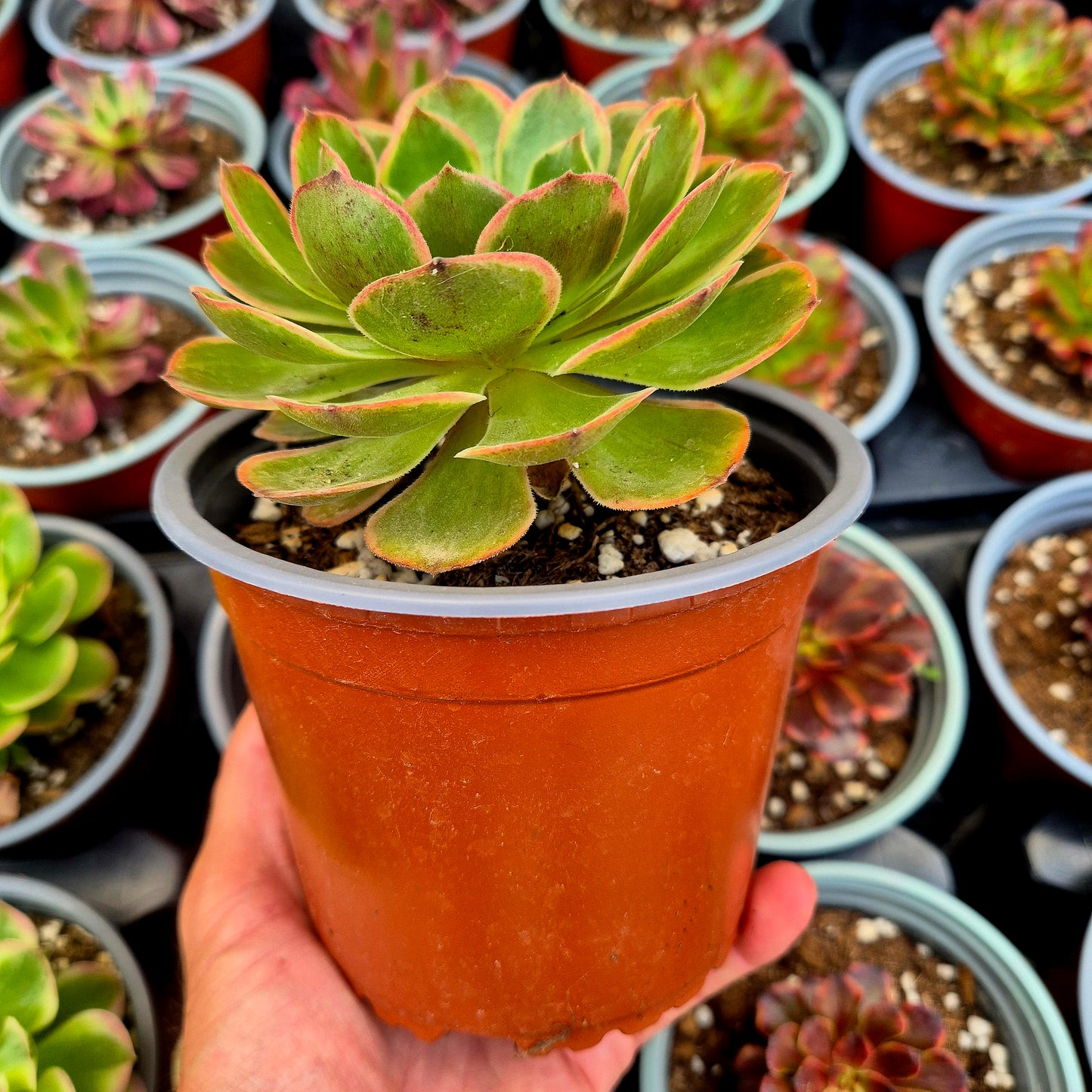 Aeonium "Banchetto notturno" variegato