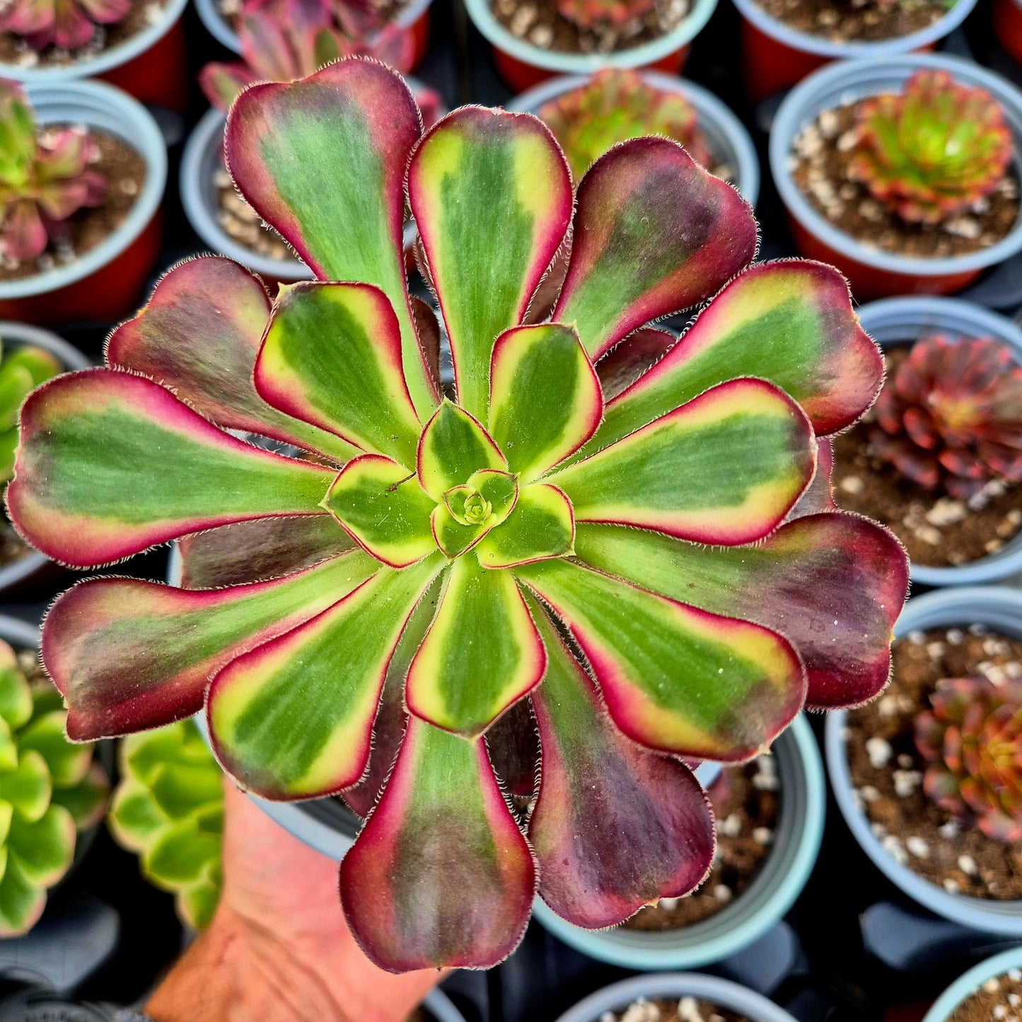 Aeonium "Moon in the water" variegado