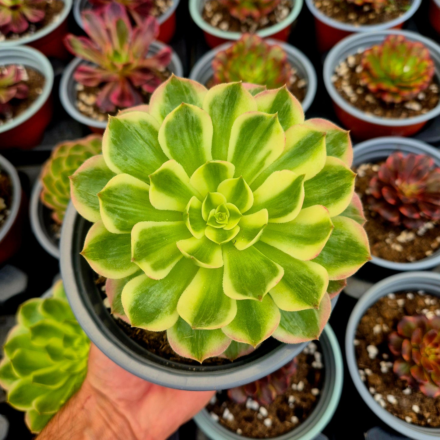 Aeonium 'Neptune' variegato