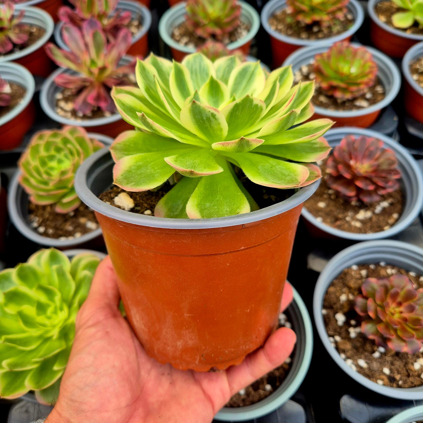 Aeonium 'Neptune' variegato