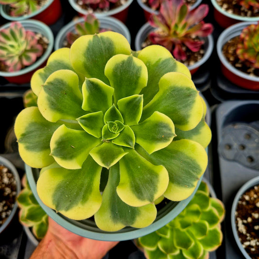 Aeonium "Mung Bean Paste" variegato