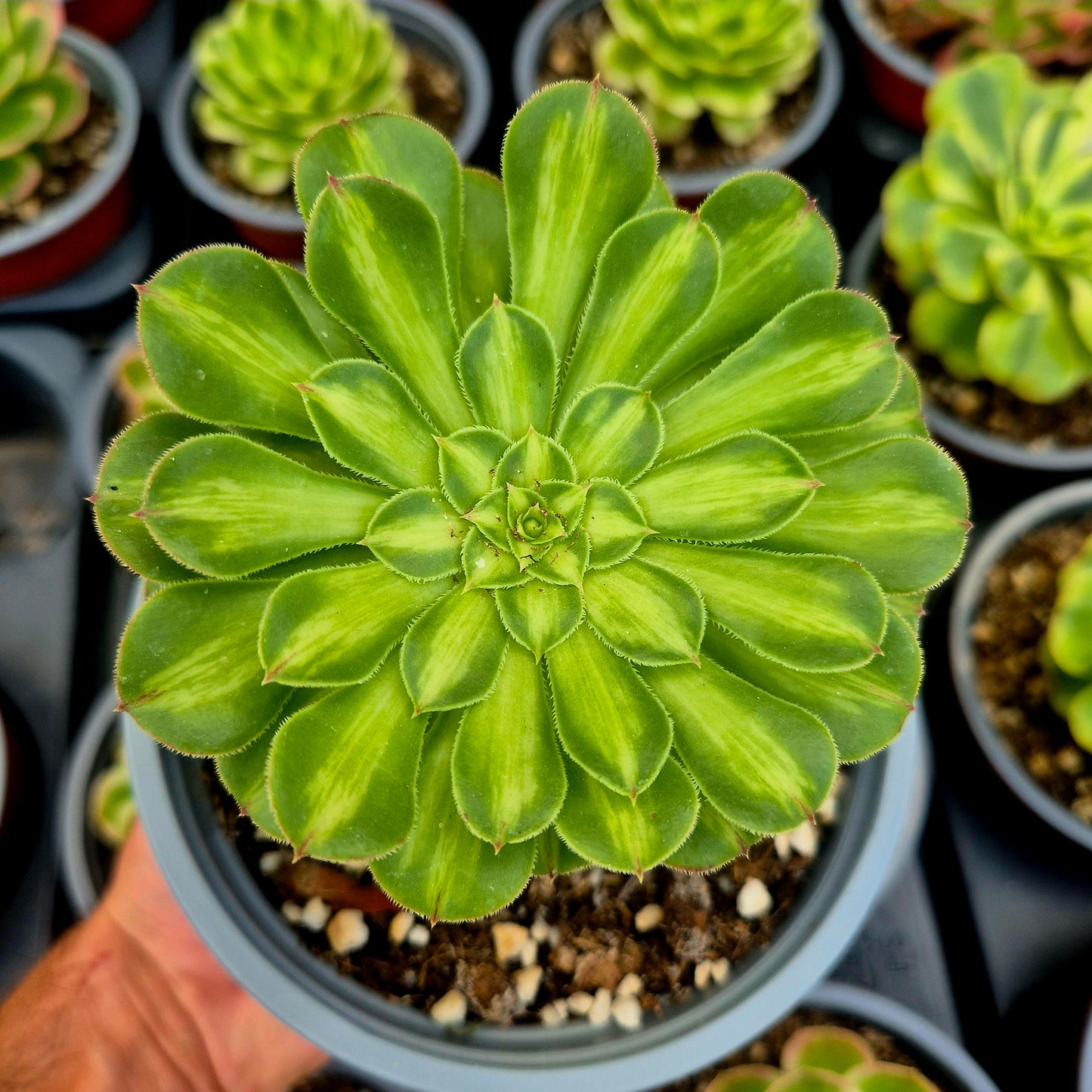 Aeonium "Zhifou" variegato
