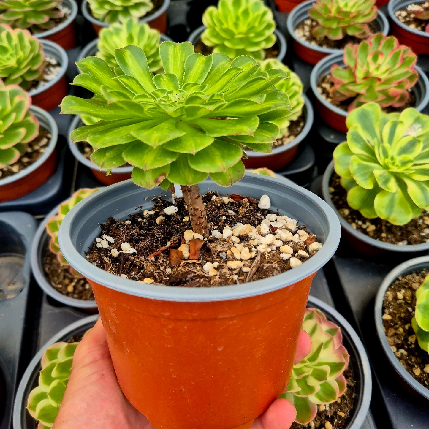 Aeonium "Zhifou" variegato