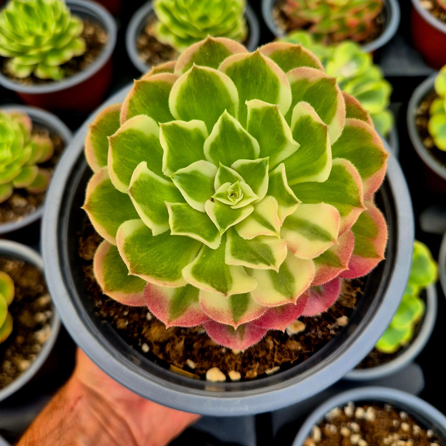 Aeonium "Cloud Lotus" variegato