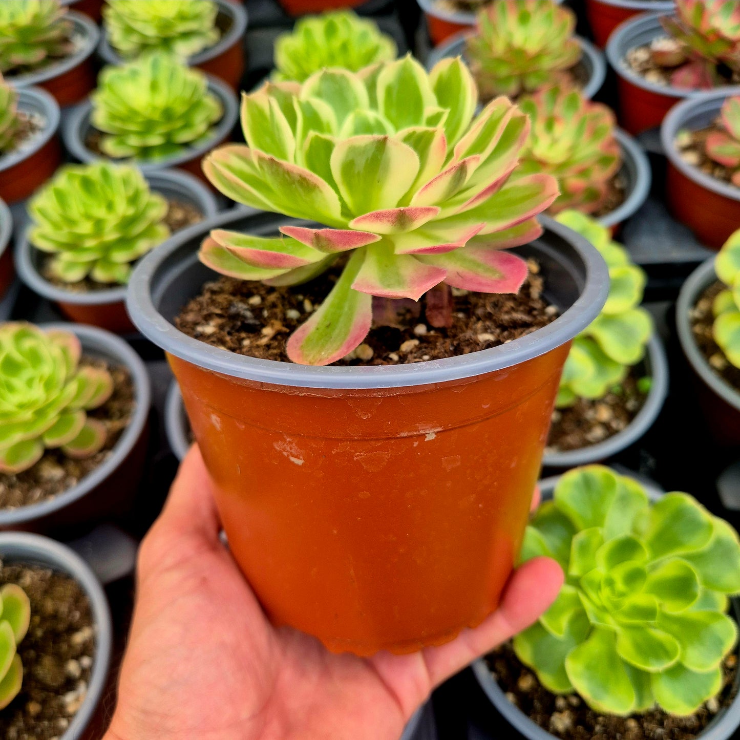 Aeonium "Cloud Lotus" variegato