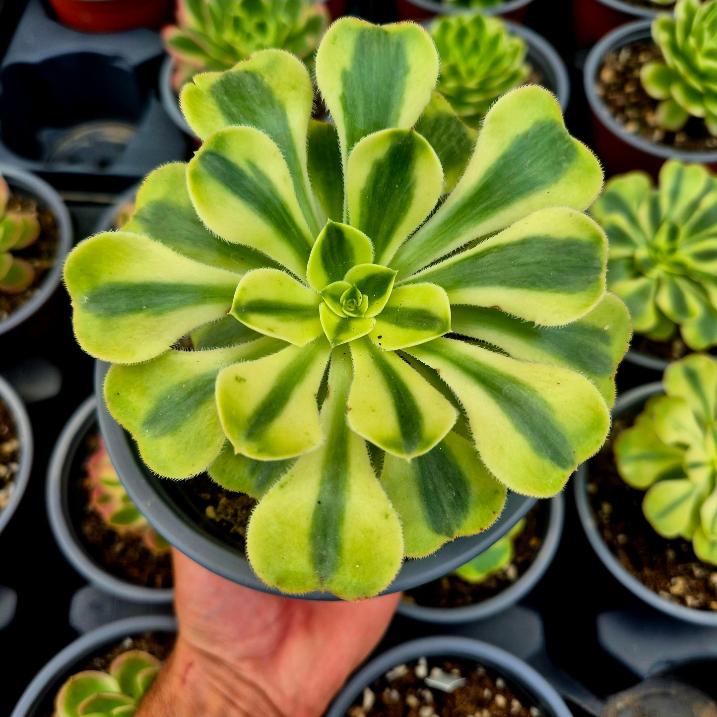 Aeonium "Porsche" variegato