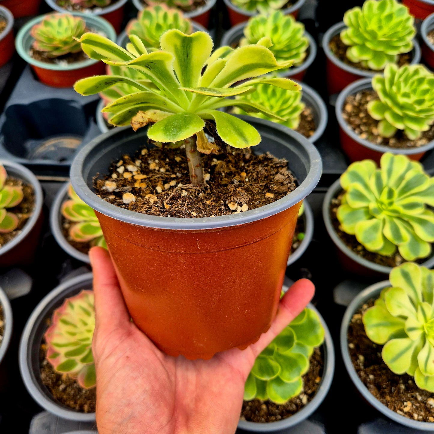 Aeonium "Porsche" variegato