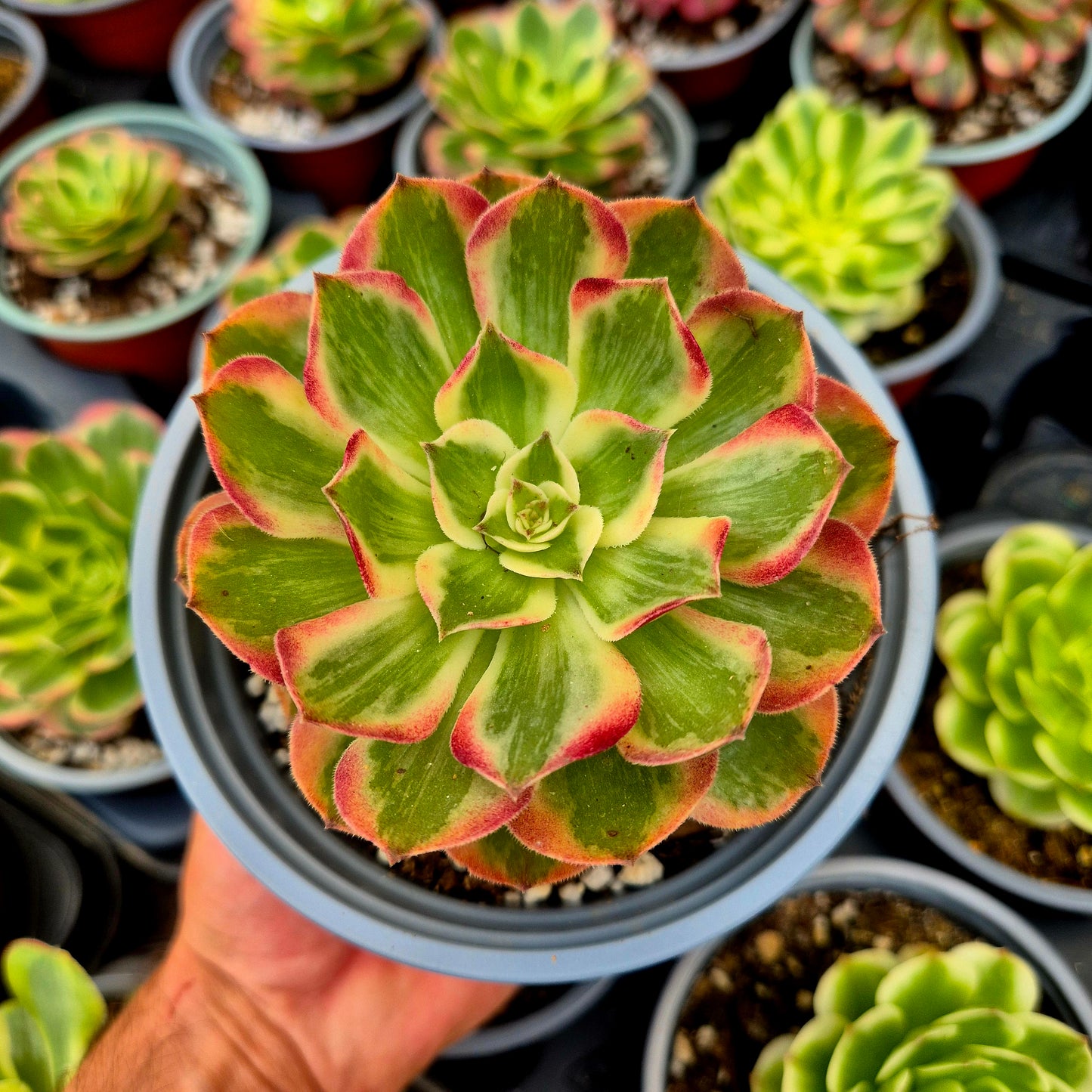 Aeonium "Piuma di pavone" variegato