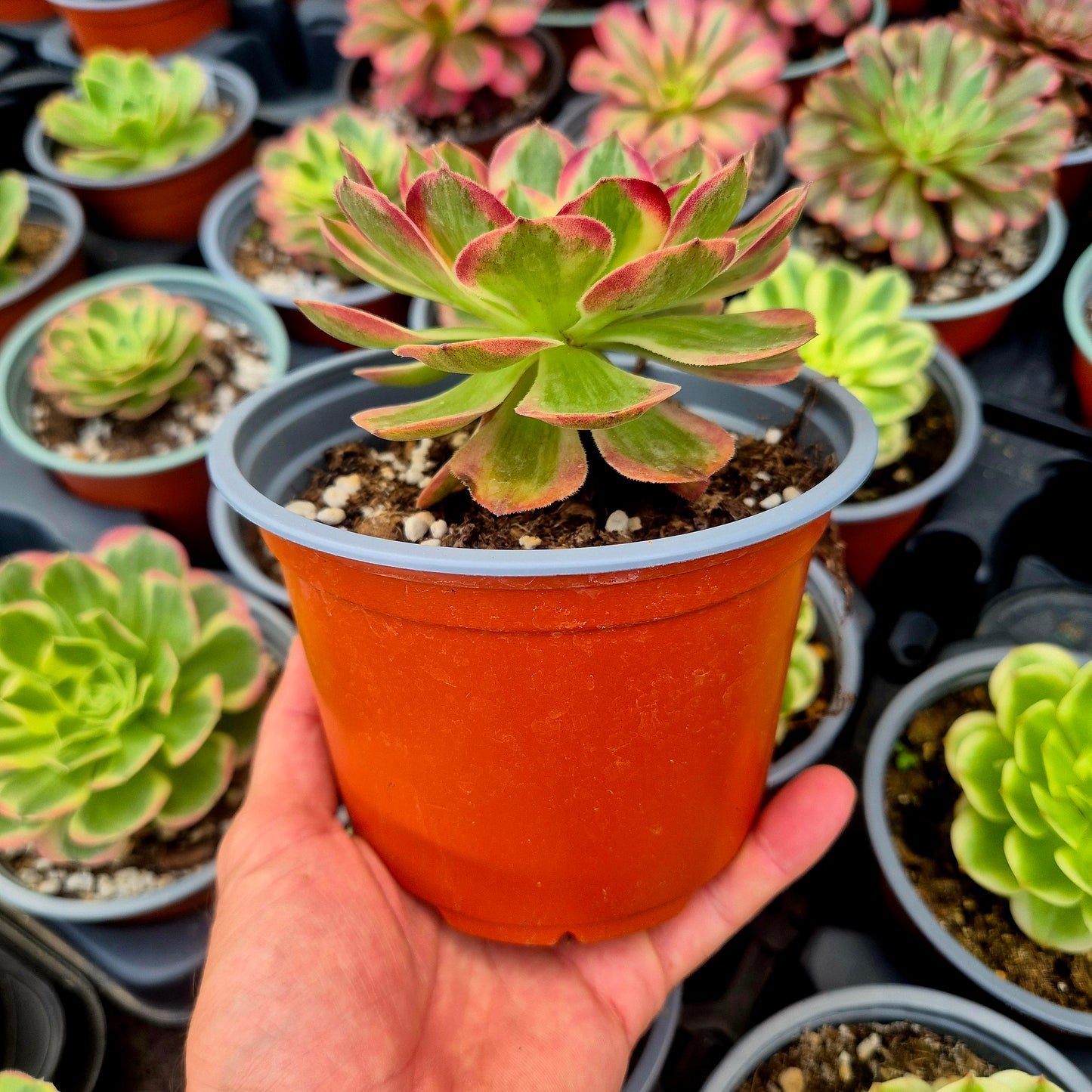 Aeonium "Piuma di pavone" variegato