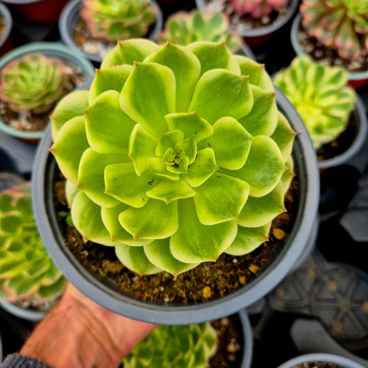 Aeonium "White Qingcheng" variegato