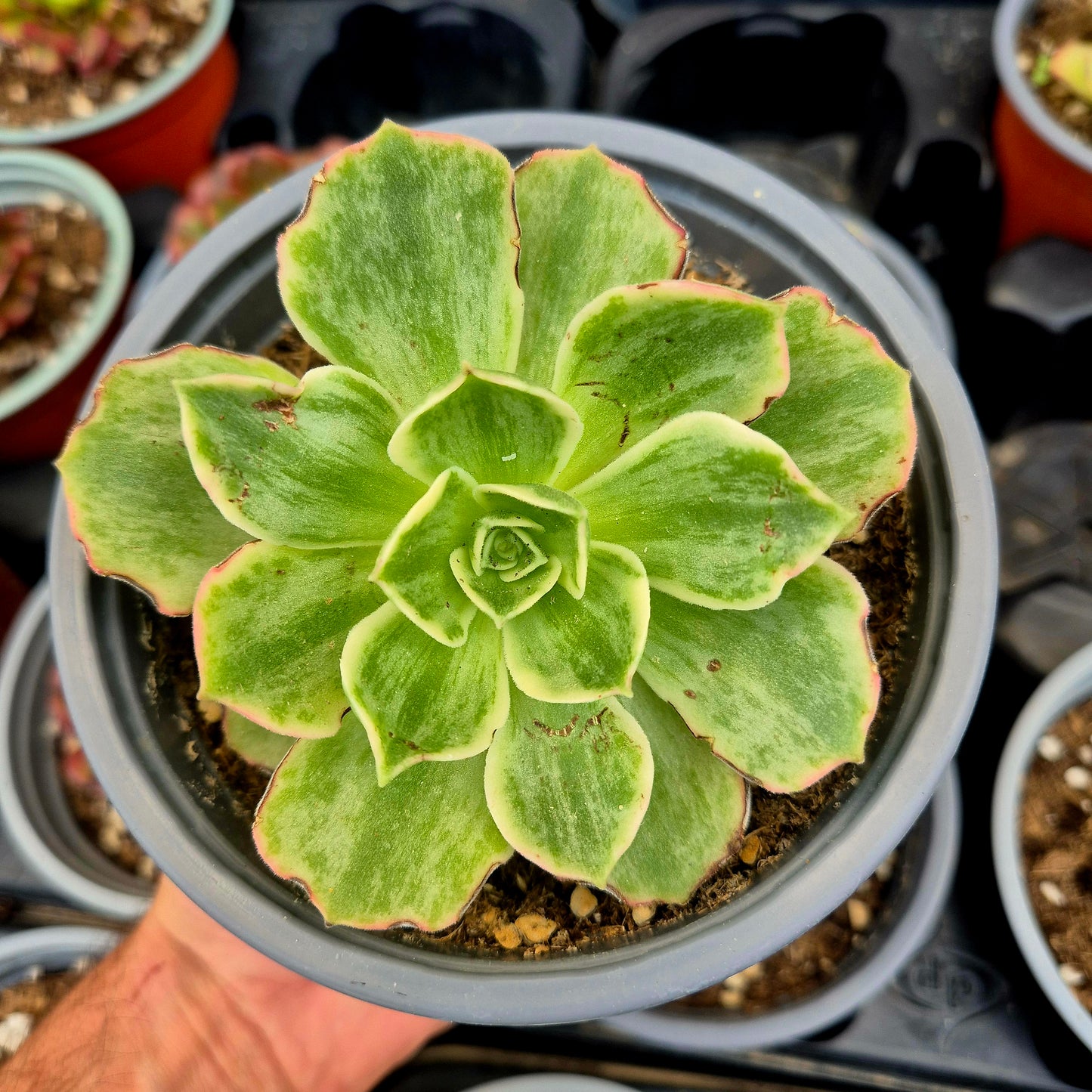 Aeonium "Orion Petrify" variegato