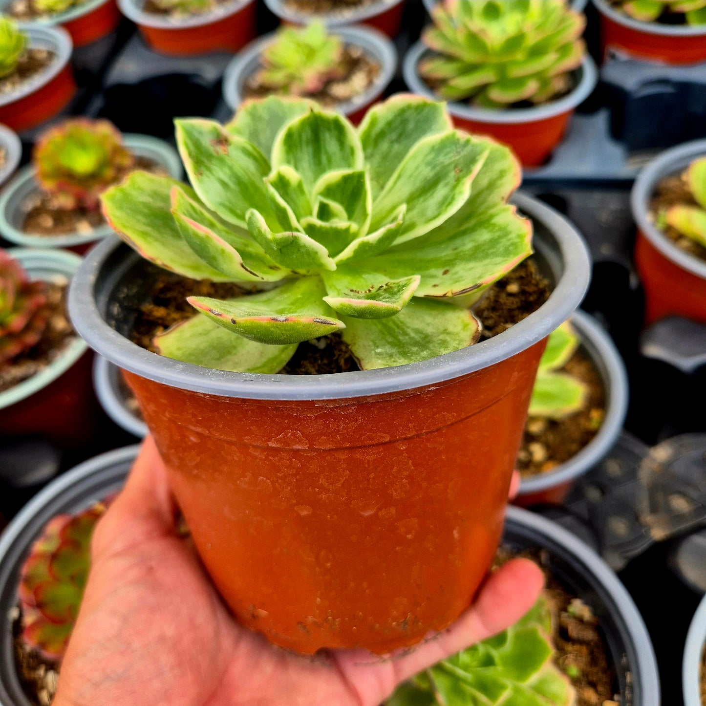 Aeonium "Orion Petrify" variegato