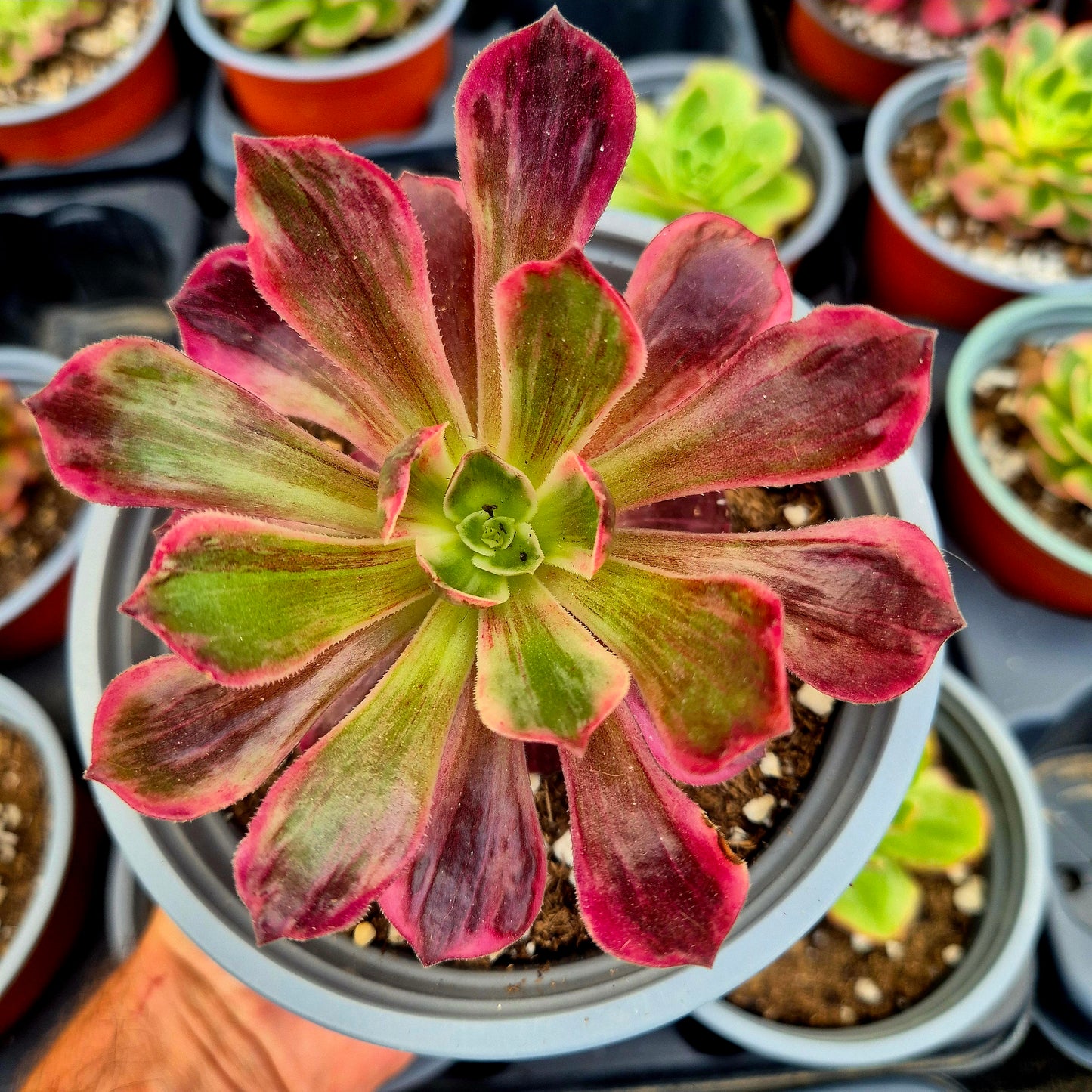 Aeonium "White Wedding" variegato