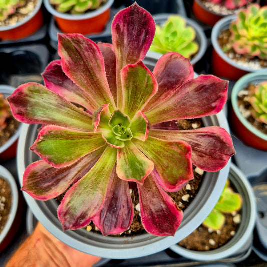 Aeonium "White Wedding" variegato