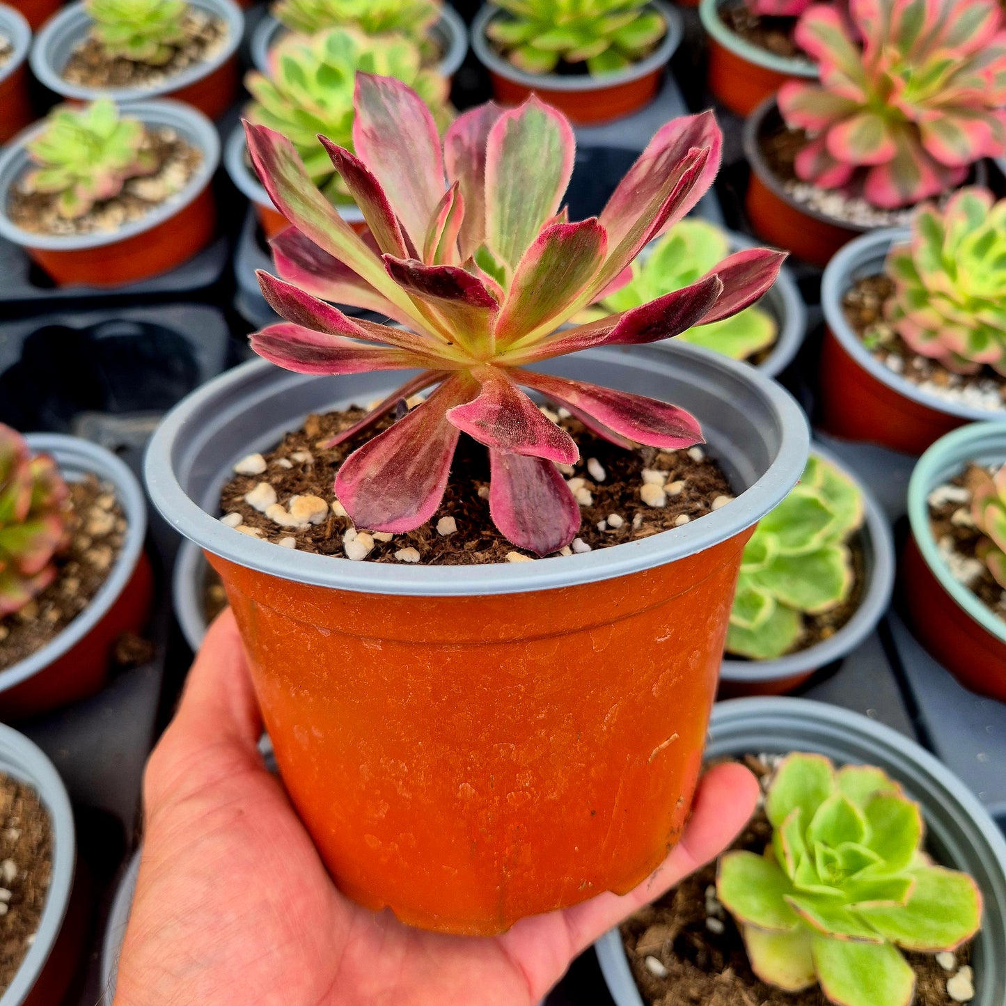 Aeonium "White Wedding" variegato