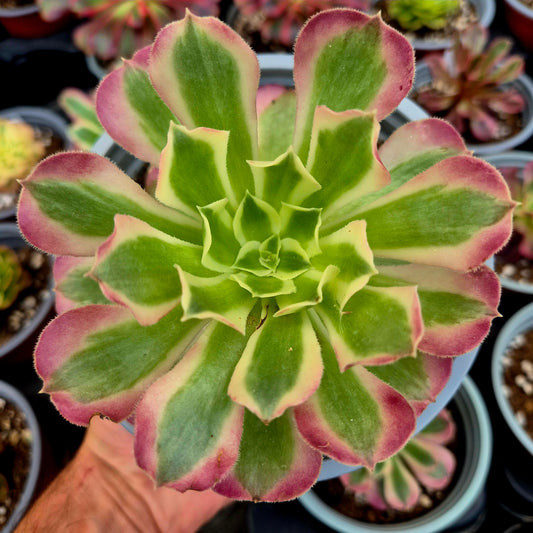 Aeonium "Cristallo Rosa" variegato