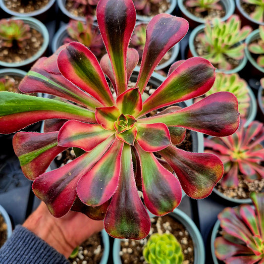Aeonium "Pink Chanel" variegato