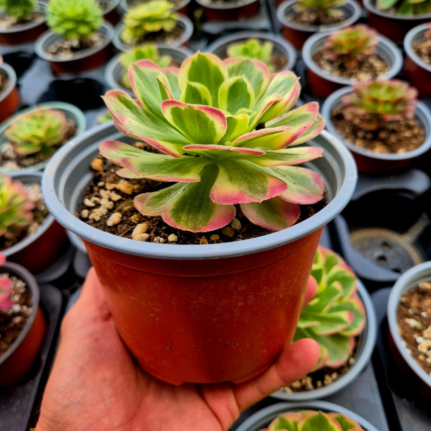 Aeonium "Amore nella città caduta" variegato