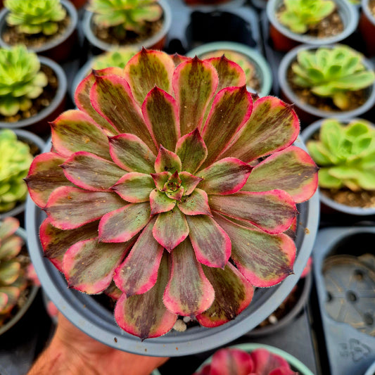 Aeonium "Pink MoonLight" variegato