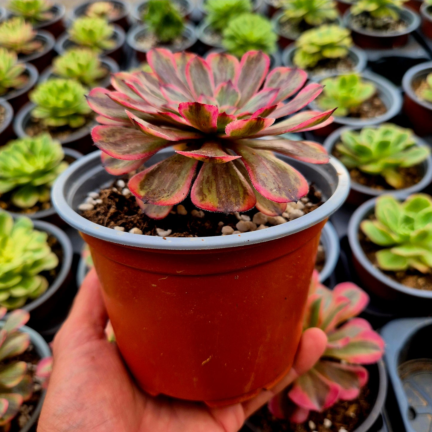 Aeonium "Pink MoonLight" variegato