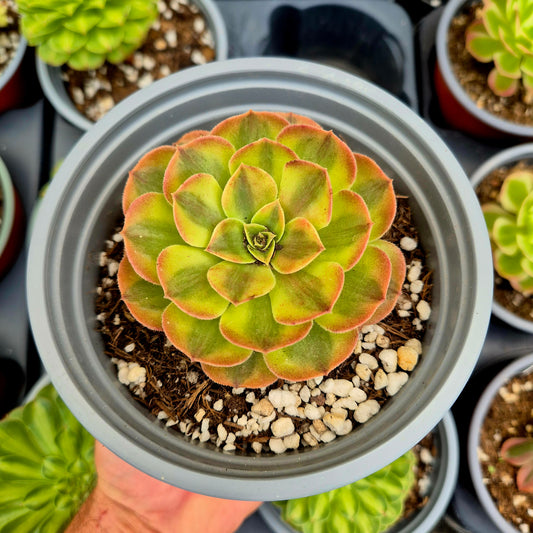 Aeonium "Rain Lotus" variegato