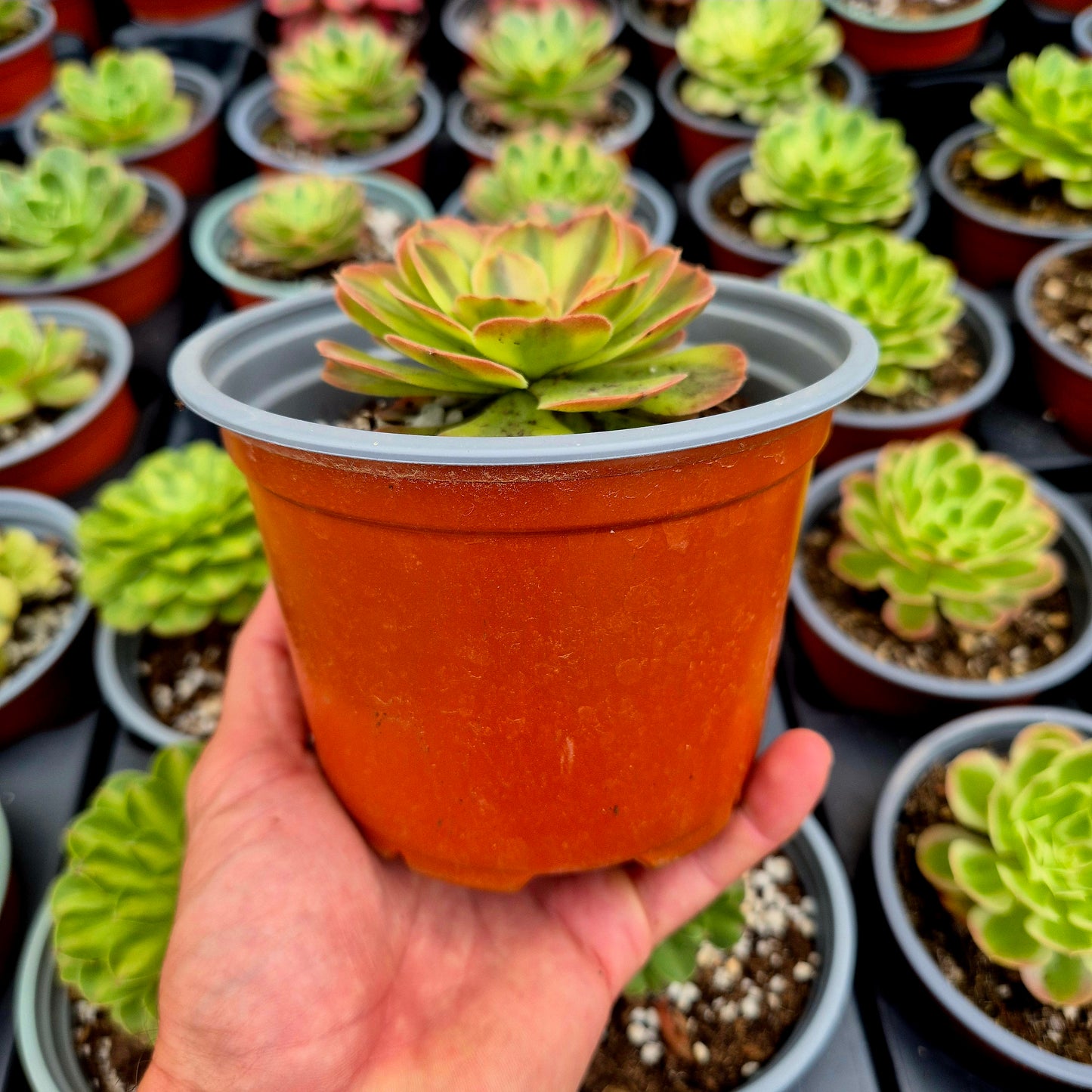Aeonium "Rain Lotus" variegato