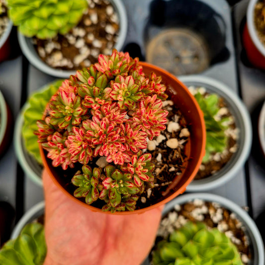Aeonium sedifolium variegato