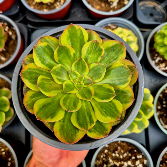 Aeonium "Amore nella città caduta" variegato