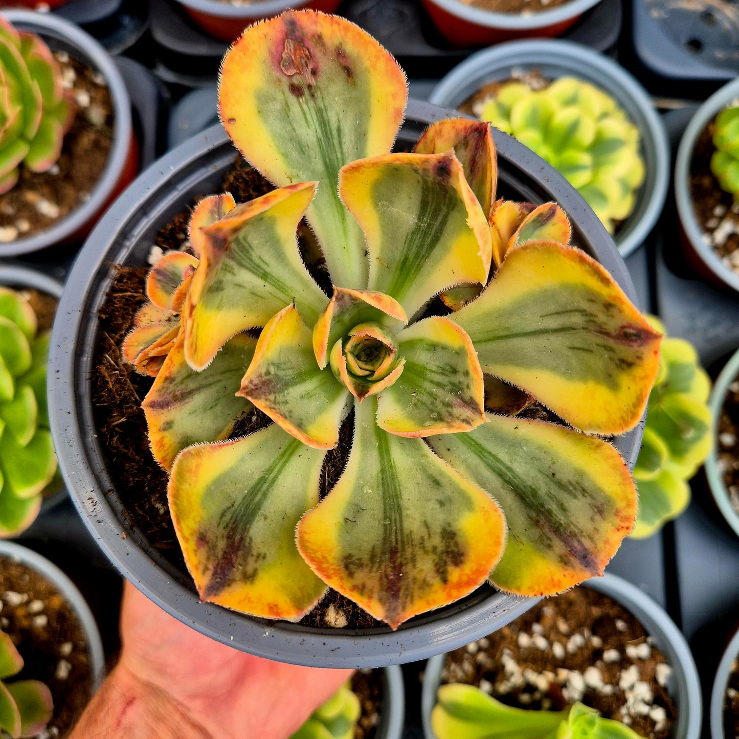 Aeonium "Marnier L´Apostolle" variegato