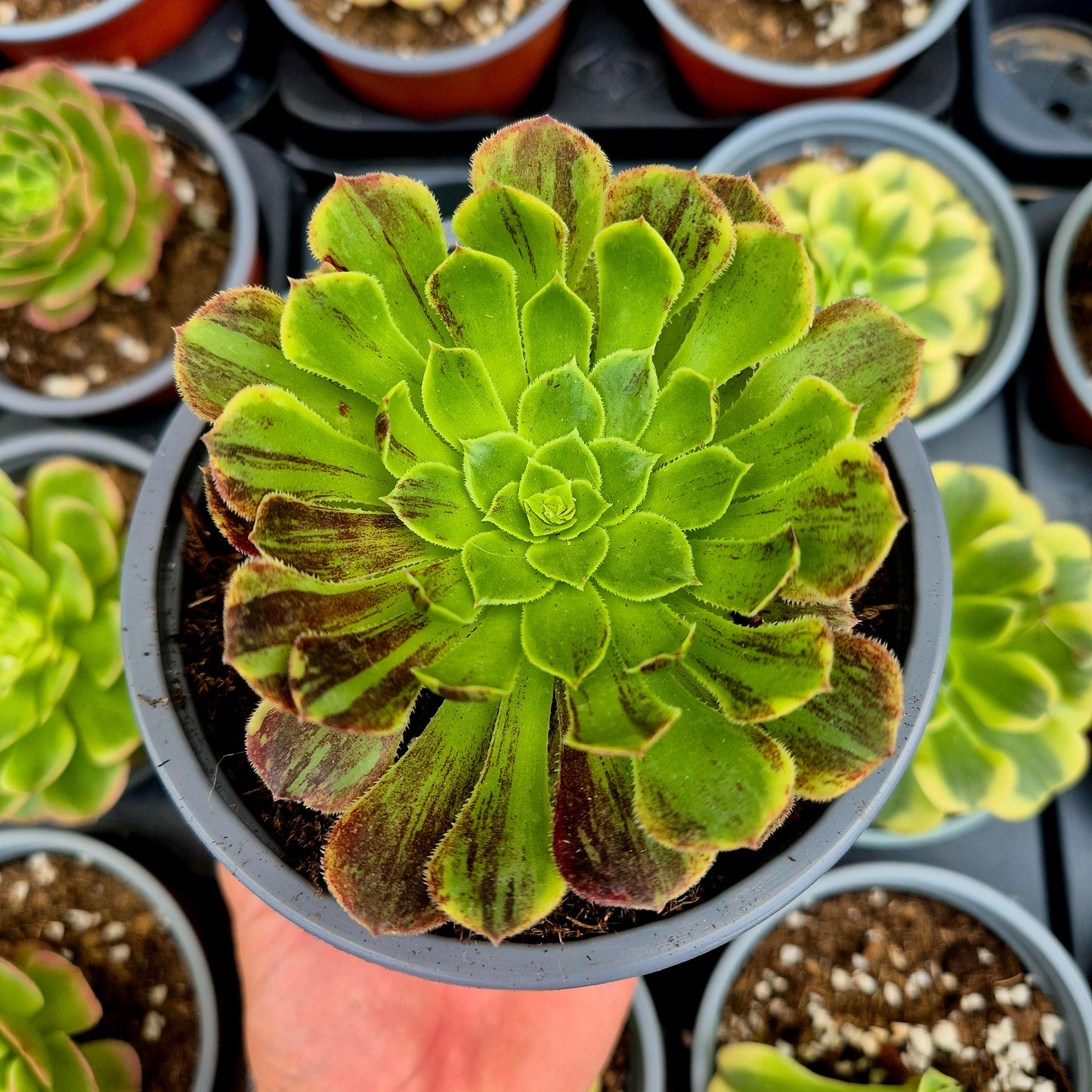 Aeonium « Fiesta Big Bang » panaché