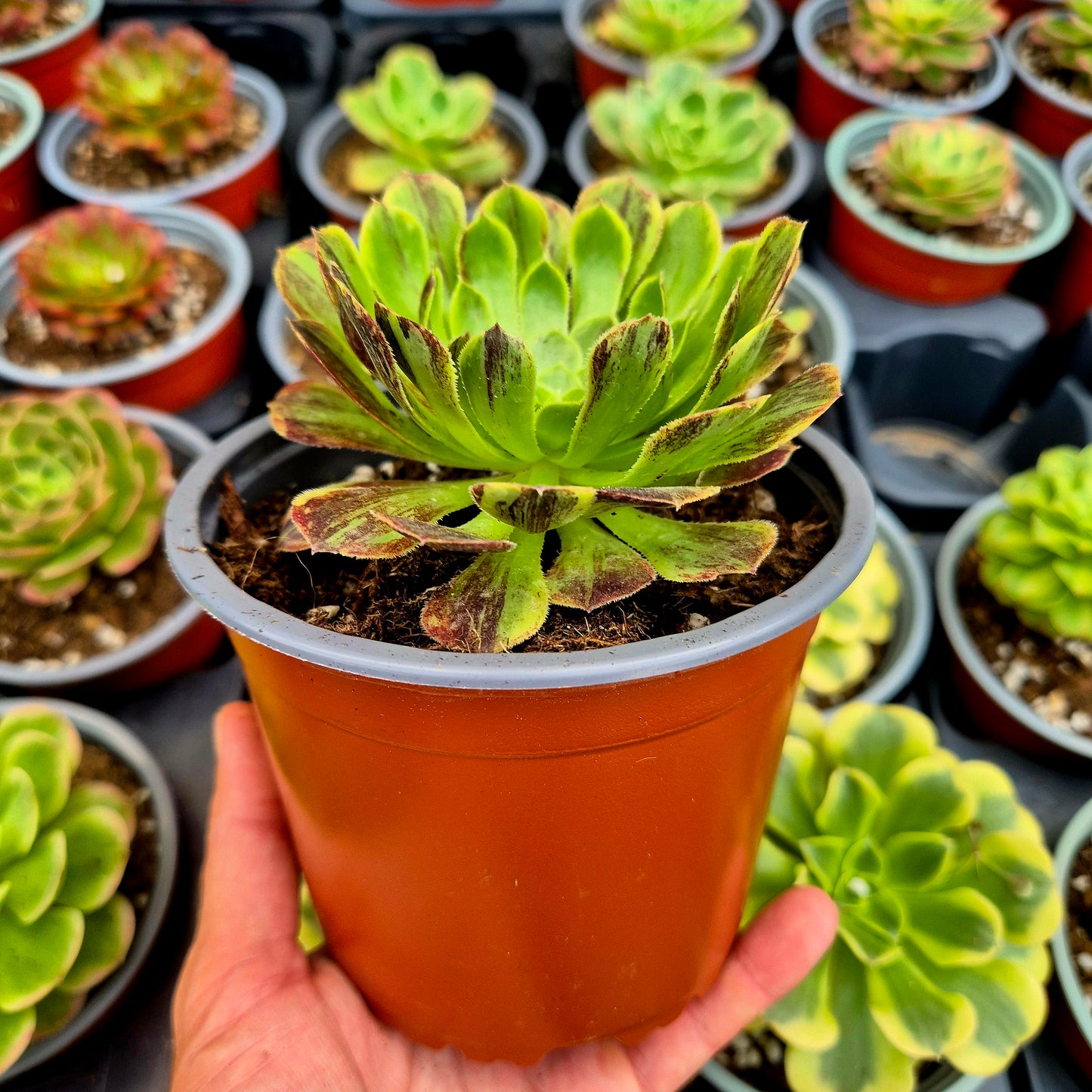 Aeonium « Fiesta Big Bang » panaché