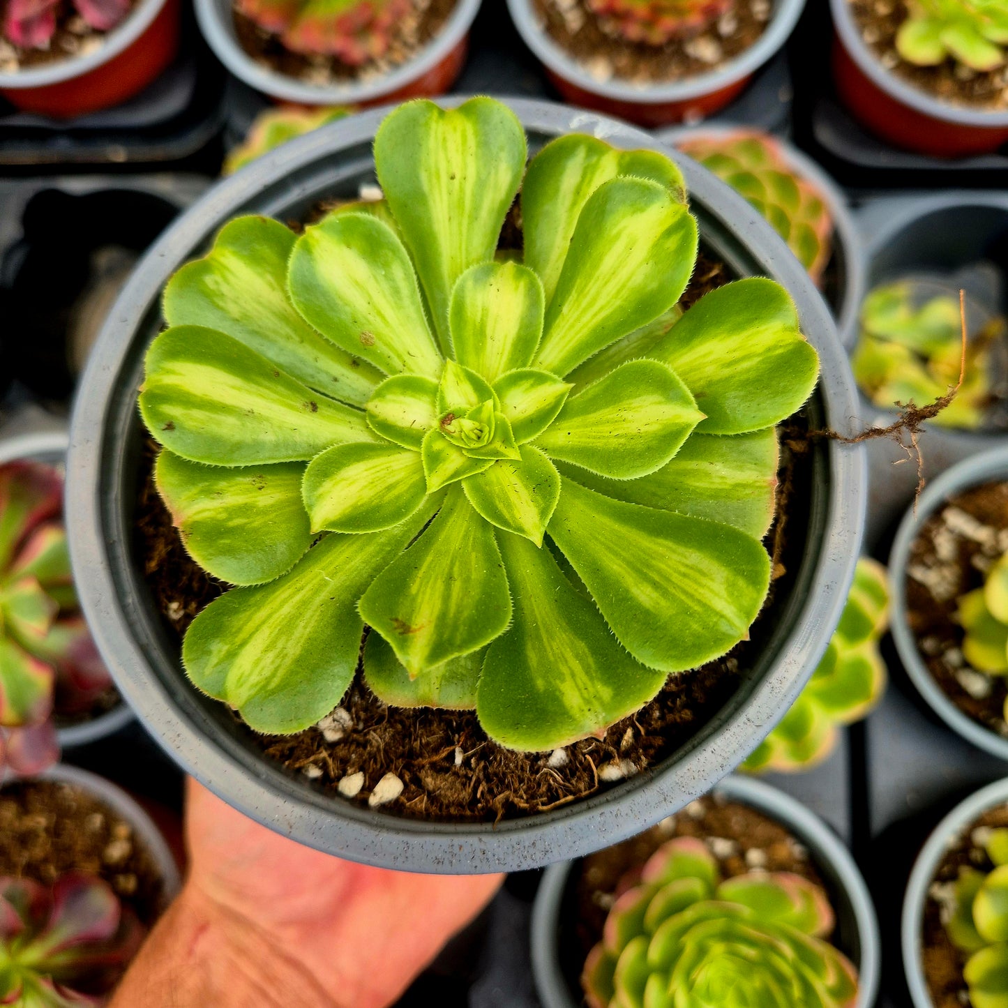 Aeonium "Glaze" variegato