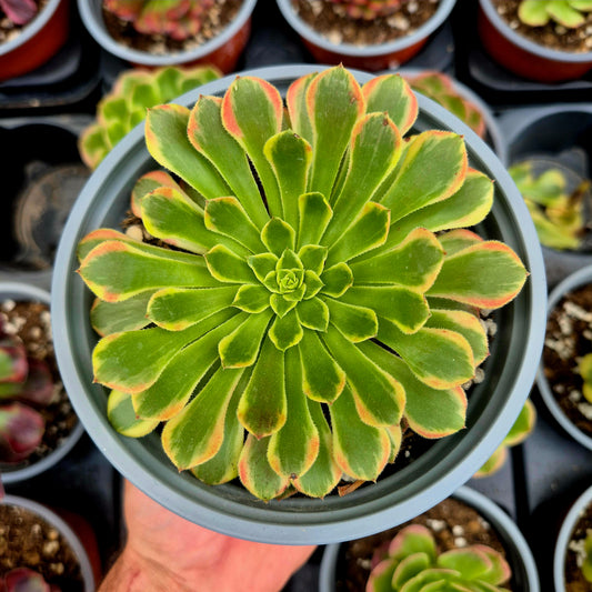 Aeonium "Fiesta Big Bang" variegato