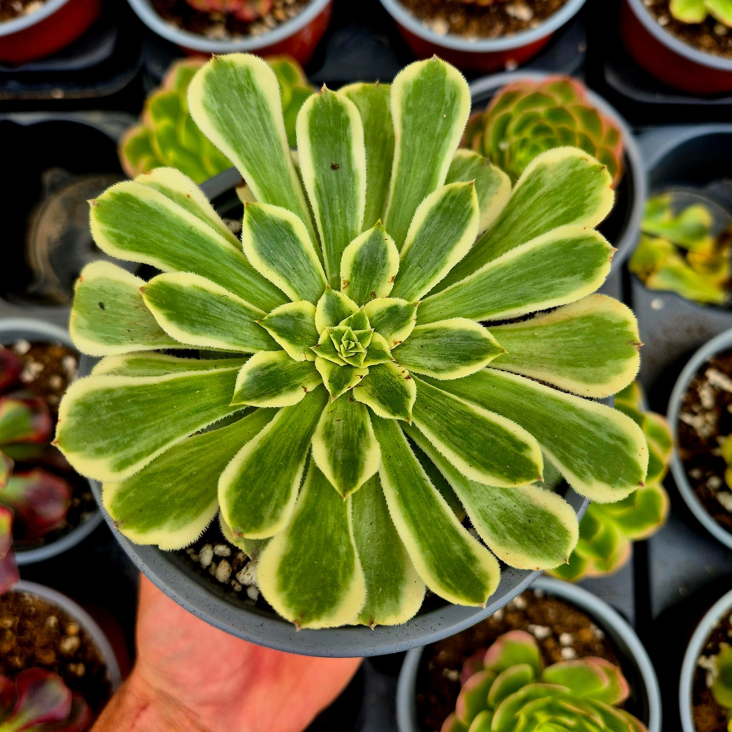 Aeonium "Green Wave" variegato