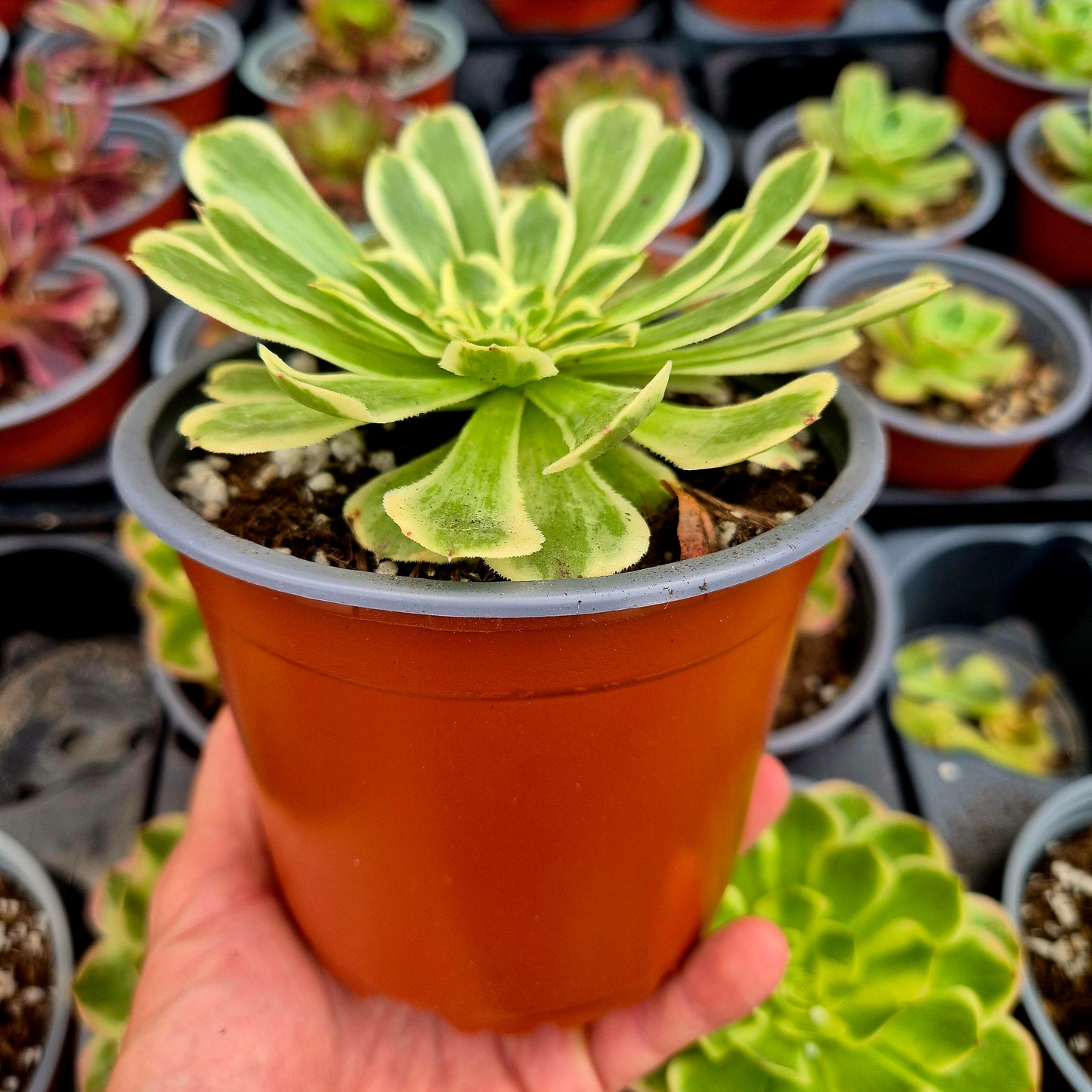 Aeonium "Green Wave" variegato