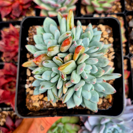 Pachyveria "Convor"