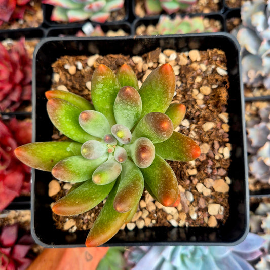 Pachyphytum "Gun Gan"