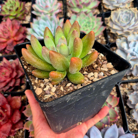 Pachyphytum "Gun Gan"