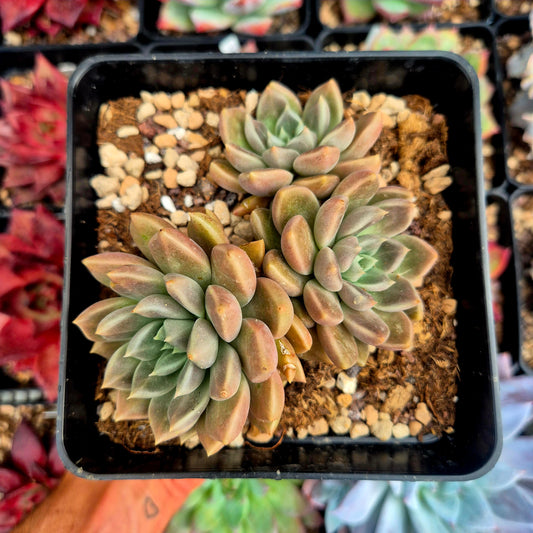 Graptoveria "Beskar"