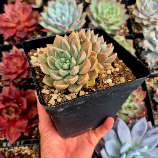 Graptoveria "Beskar"