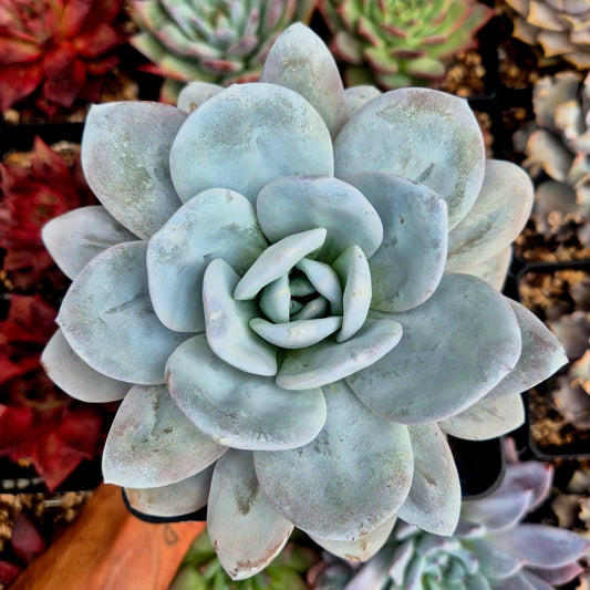 Echeveria laui