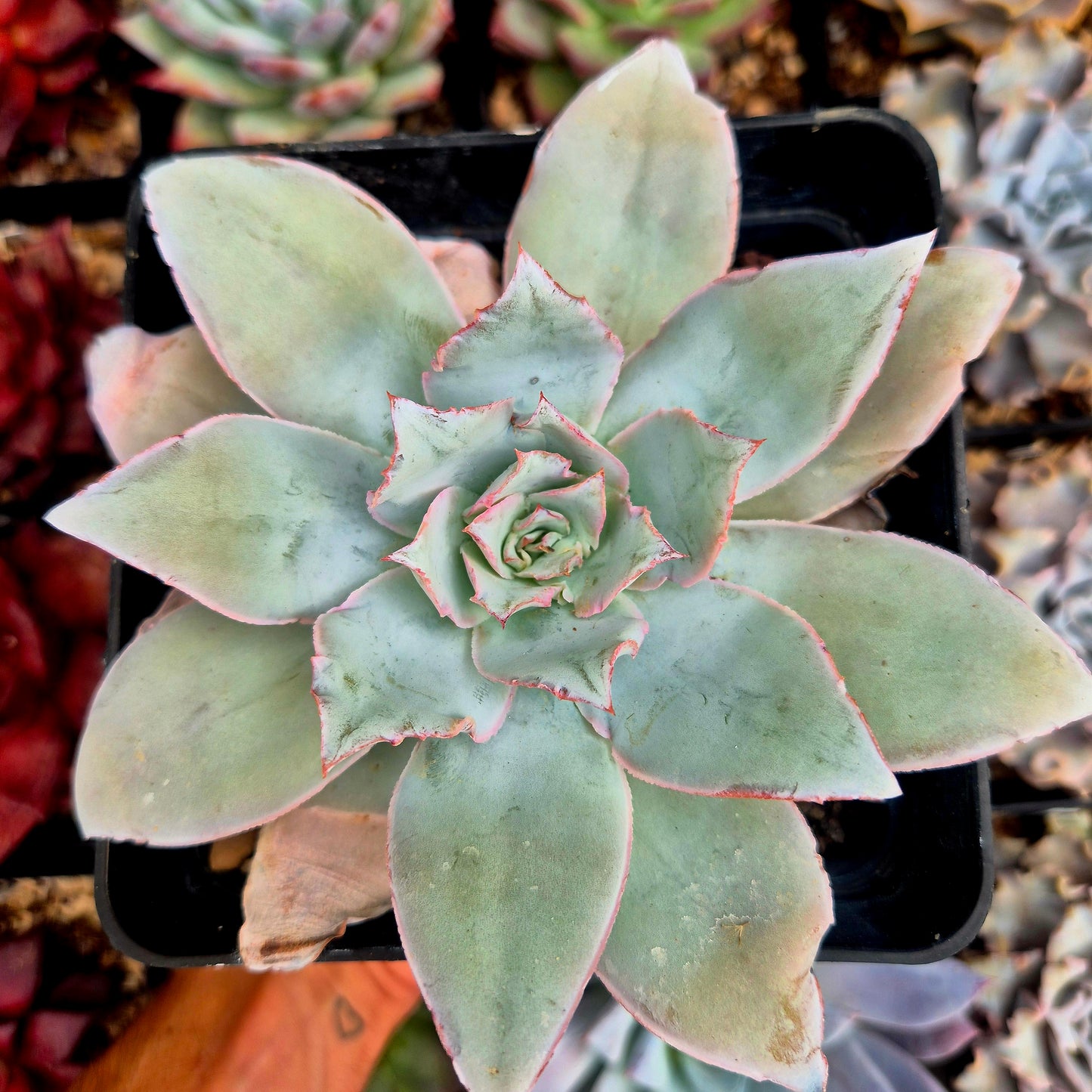 Echeveria cante