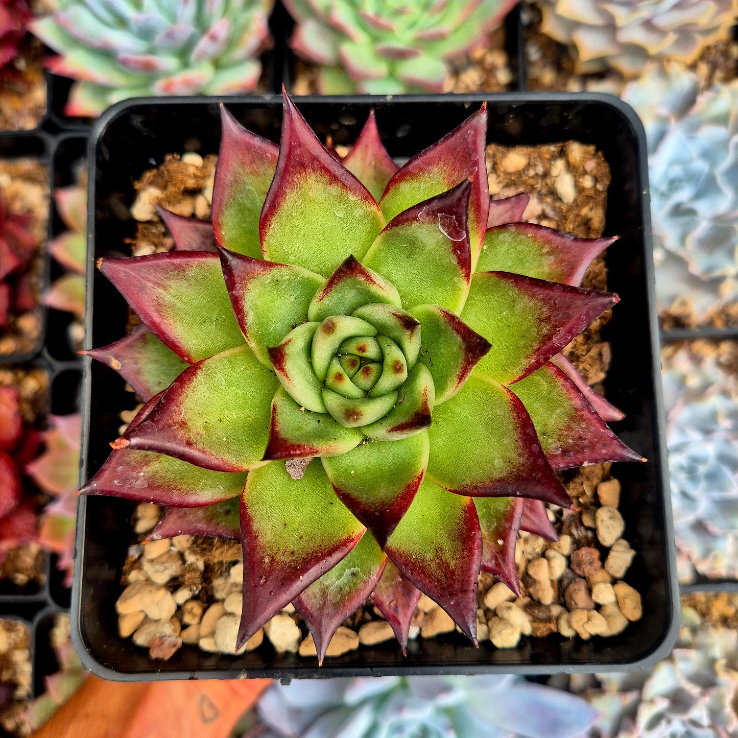 Echeveria agavoides "Ebony"