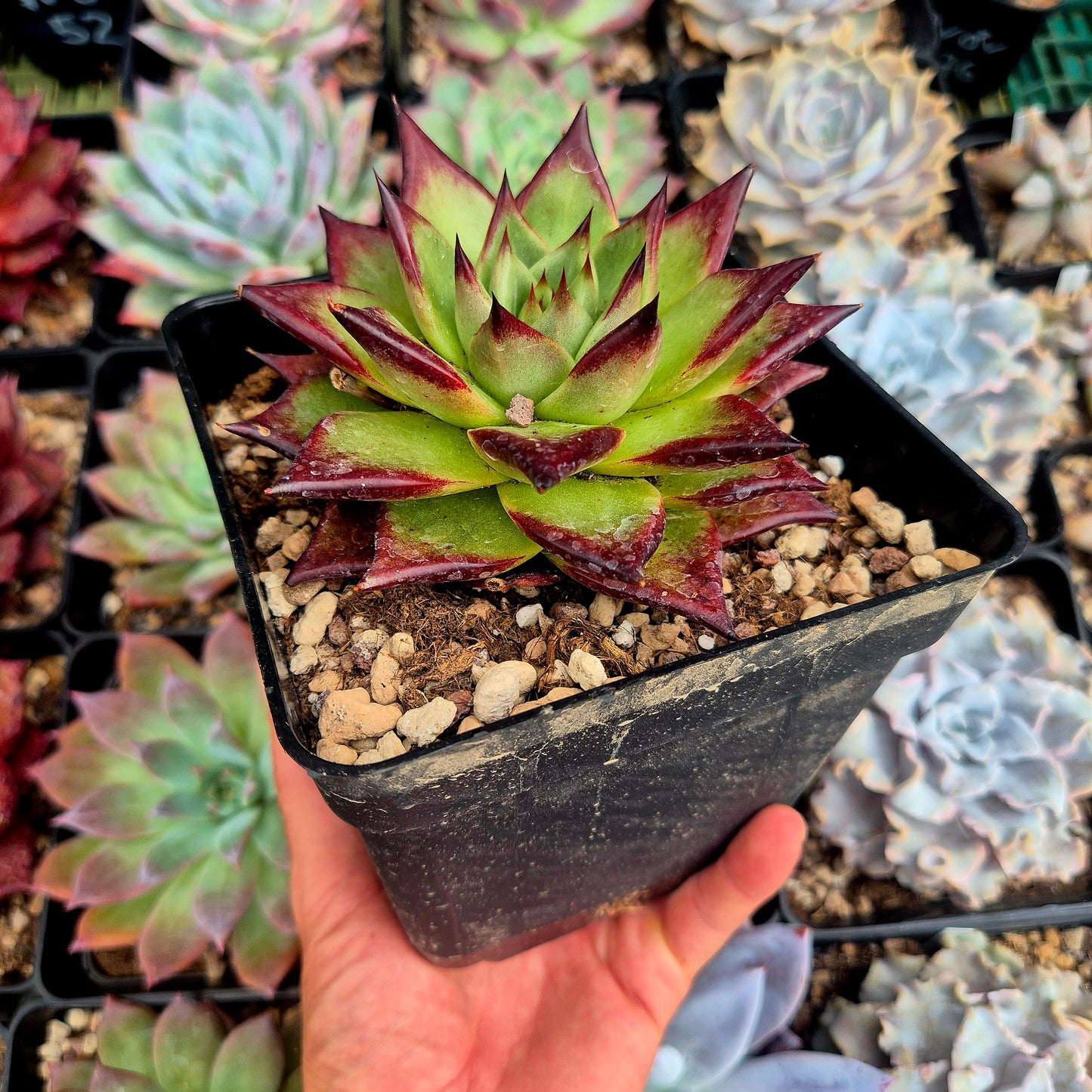 Echeveria agavoides "Ebony"