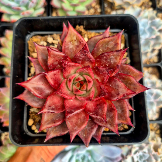 Echeveria agavoides "Romeo"