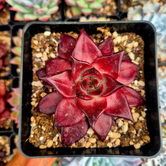 Echeveria agavoides "Romeo Rubin"
