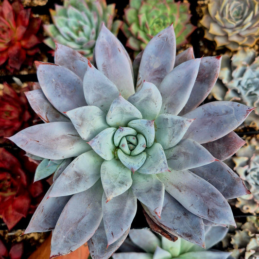 Echeveria colorata "Mexico Gigant"