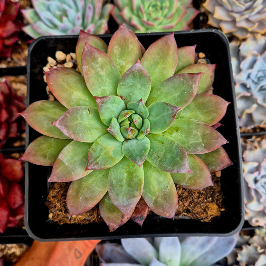 Echeveria colorata "Brandtii"